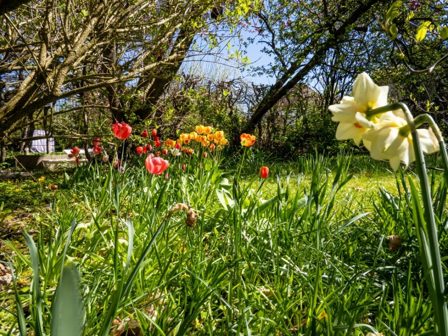 Blumenwelt Doppelhaush�lfte Hamburg / Meiendorf